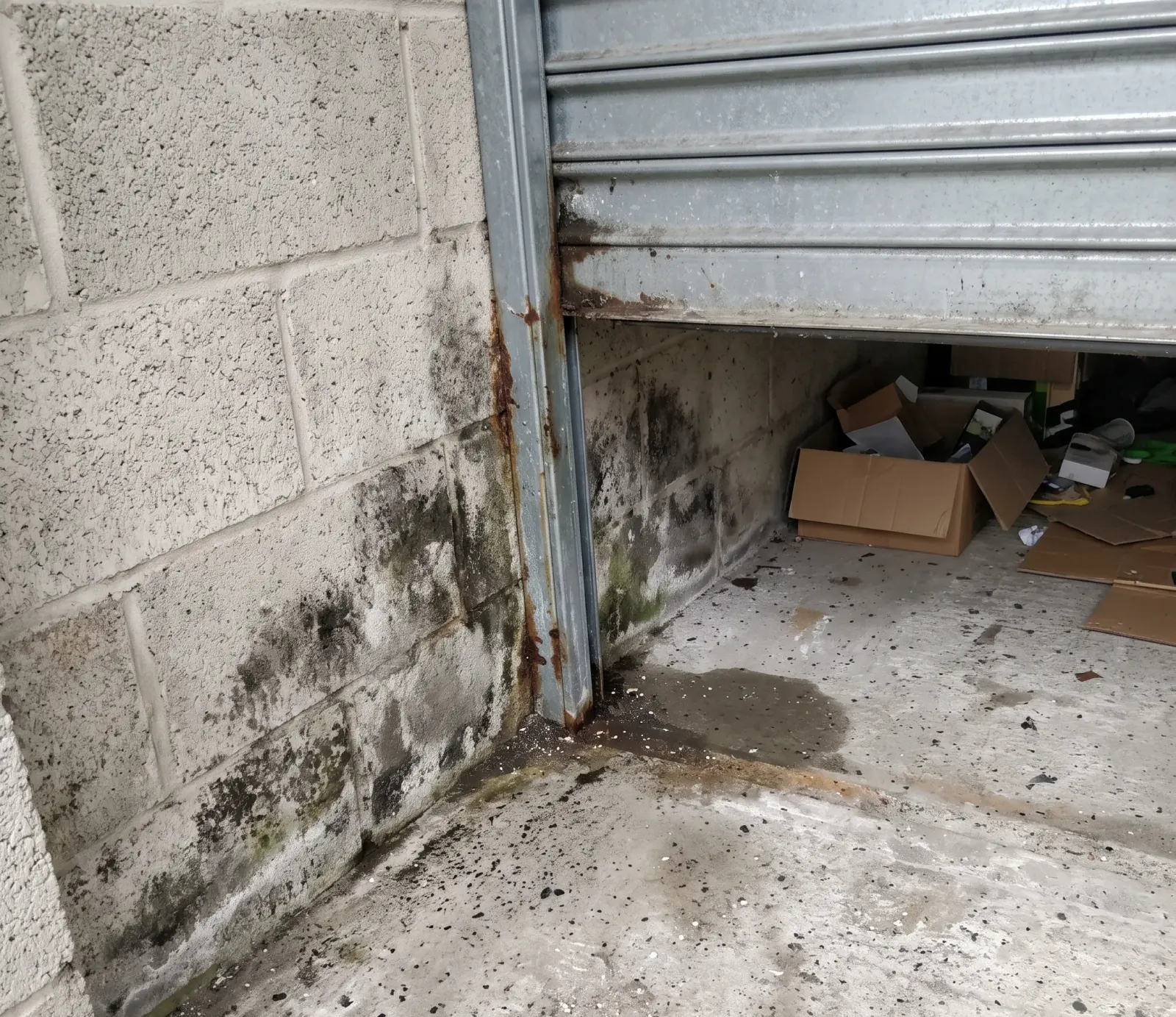 Is Black Mold Really Dangerous in Hollywood, FL?