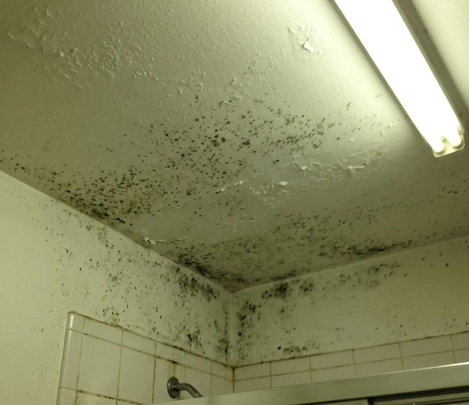 Bathroom Mold water damage in Hollywood, FL